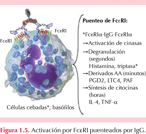 figura 1