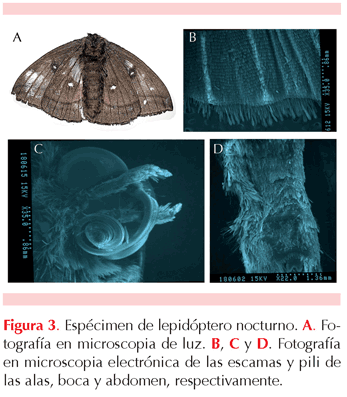 figura 1