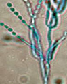 Paecilomyces