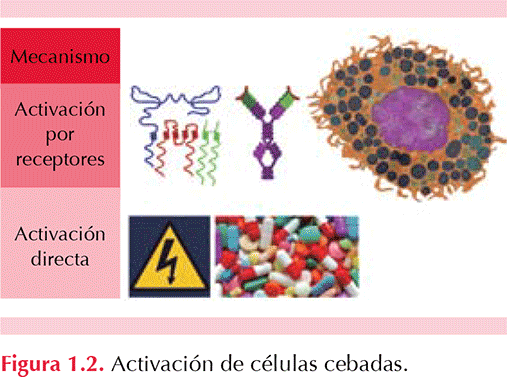 figura 1