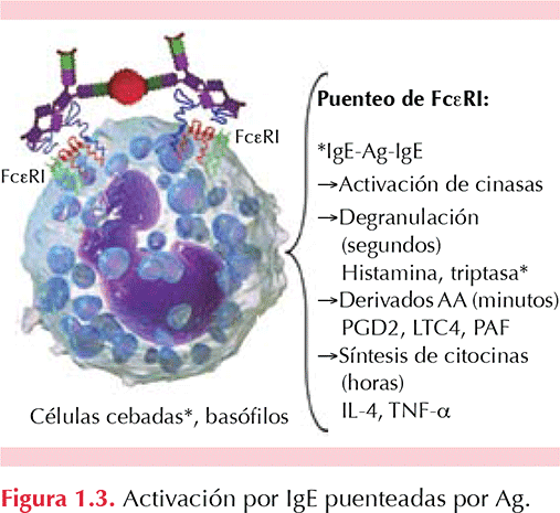 figura 1
