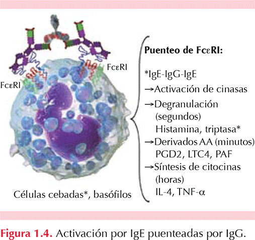 figura 1